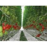 POMODORI POMODORI